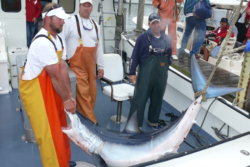 star island yacht club shark tournament