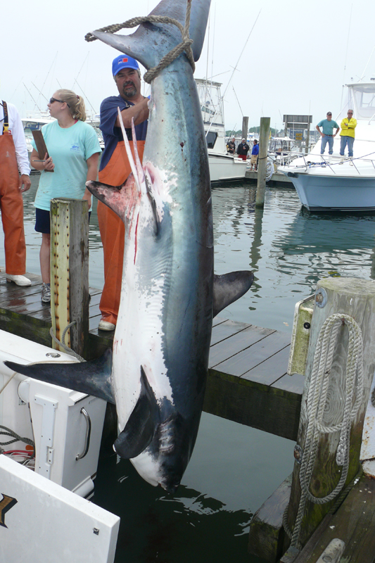 star island yacht club shark tournament